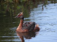 10 Oktober 2015  Ohrentaucher mit (JV)